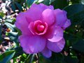 vignette Camellia hiemalis Chansonnette gros plan parfum au 20 10 13