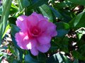 vignette Camellia hiemalis Chansonnette au 20 10 13