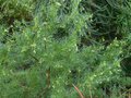 vignette Grevillea gracilis alba qui démarre bien sa floraison au 20 10 13