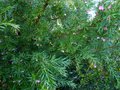 vignette Grevillea rosmarinifolia jenkinsii au 17 10 13