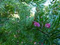 vignette Grevillea Rosmarinifolia jenkinsii gros plan au 20 10 13