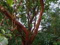 vignette Arbutus Andrachne au magnifique tronc qui se desquame au 20 10 13