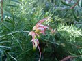 vignette Grevillea Semperflorens desert flame qui dbute sa floraison au 20 10 13