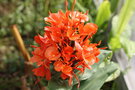 vignette Hedychium rubrum