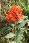 vignette Hedychium rubrum