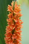 vignette Hedychium densiflorum 'assam orange'