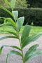 vignette Hedychium stenopetalum