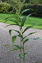 vignette Hedychium stenopetalum