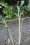 vignette Hedychium spicatum clone 4