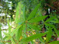 vignette Acer pentaphyllum