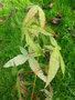 vignette ACER oliverianum var serrulatum