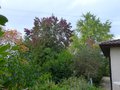 vignette Mes grands arbres: Liquidambar, Acer wieri laciniata, parrotia persica, Koelreuteria qui commencent  changer de couleur au 23 10 13