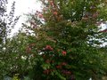 vignette Scène automnale avec le parrotia persica vanessa en train de changer de couleur au 23 10 13