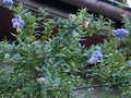 vignette Ceanothus Cascade dans sa deuxième floraison au 26 10 13