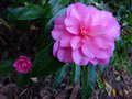 vignette Camellia hiemalis Chansonnette autre gros plan parfum au 23 10 13