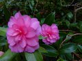 vignette Camellia hiemalis Chansonnette gros plan parfum au 23 10 13