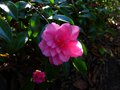 vignette Camellia hiemalis Chansonnette gros plan parfum au 26 10 13