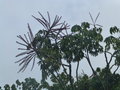 vignette Schefflera actinophylla