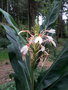 vignette Hedychium spicatum clone 2