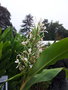 vignette Hedychium forrestii (Vrai)