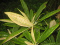 vignette Rhododendron argyrophyllum