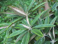 vignette Rhododendron argyrophyllum