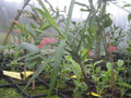 vignette Carex phyllocephala