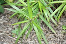 vignette Carex phyllocephala