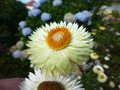 vignette Helichrysum bracteatum - Immortelle