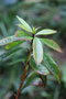 vignette Rhododendron arborescens