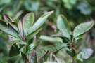 vignette Rhododendron arborescens