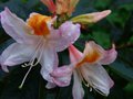 vignette Rhododendron Delicatissimum gros plan parfum au 28 10 13