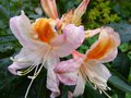 vignette Rhododendron Delicatissimum autre gros plan parfum au 28 10 13