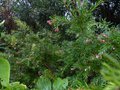 vignette Grevillea Rosmarinifolia jenkinsii autre vue au 28 10 13