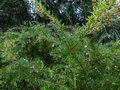 vignette Grevillea Rosmarinifolia jenkinsii au 28 10 13