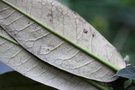 vignette Rhododendron arboreum arboreum album