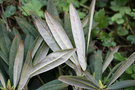 vignette Rhododendron argyrophyllum pingianum