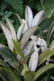 vignette Rhododendron argyrophyllum hypoglaucum