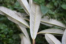 vignette Rhododendron arboreum delavayi c&h7178