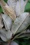 vignette Rhododendron balangense berg