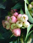 vignette Syzygium sp