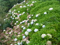 vignette Hydrangea macrophylla - Hortensia