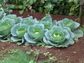 vignette Brassica oleracea var. capitata - chou