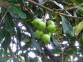 vignette Macadamia integrifolia