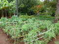 vignette Solanum lycopersicum - Tomate