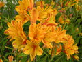 vignette Alstroemeria - Alstromre ou lis des Incas