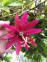 vignette Passiflora antioquiensis = Passiflora van-volxemi =Tacsonia van-volxemi - Passiflore rouge