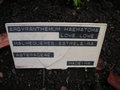 vignette Argyranthemum haematomma - Anthmis de Madre