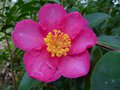 vignette Camellia hiemalis Kanjiro gros plan parfum au 02 11 13
