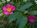 vignette Camellia hiemalis Kanjiro qui débute sa floraison au 02 11 13